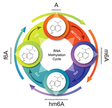 m<sup>6</sup>A RNAサイクル